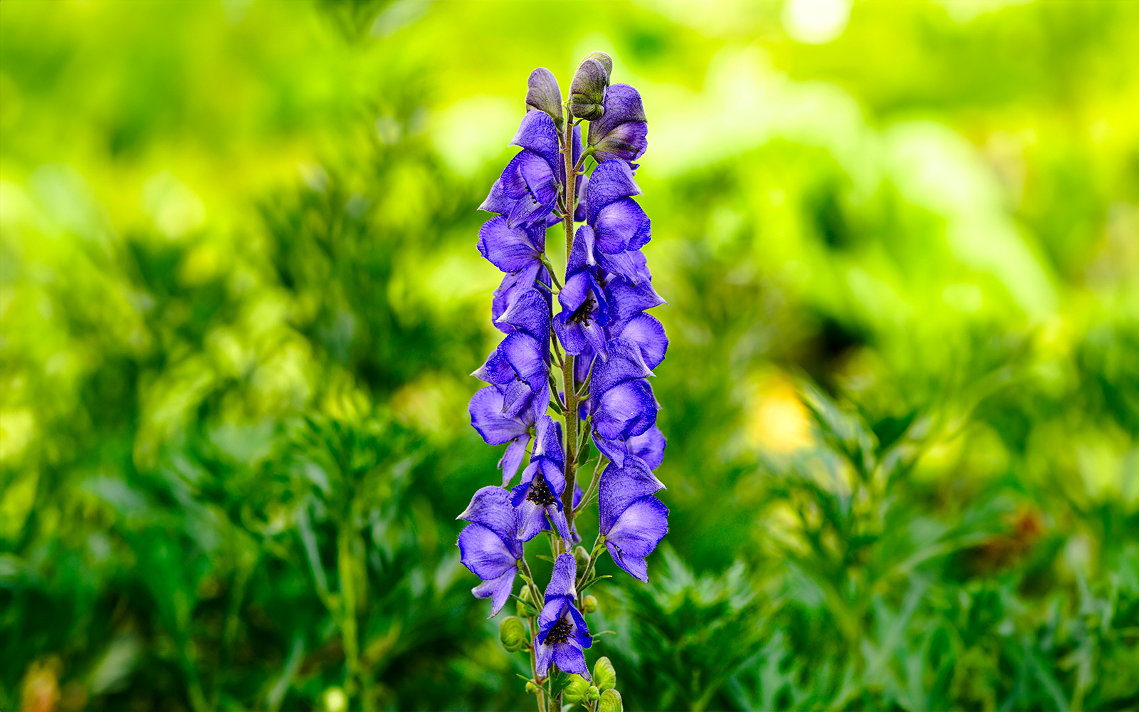 Schynige Platte Tickets