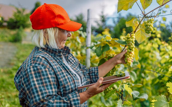 Woman inspecting grapes at a vineyard in Poland.