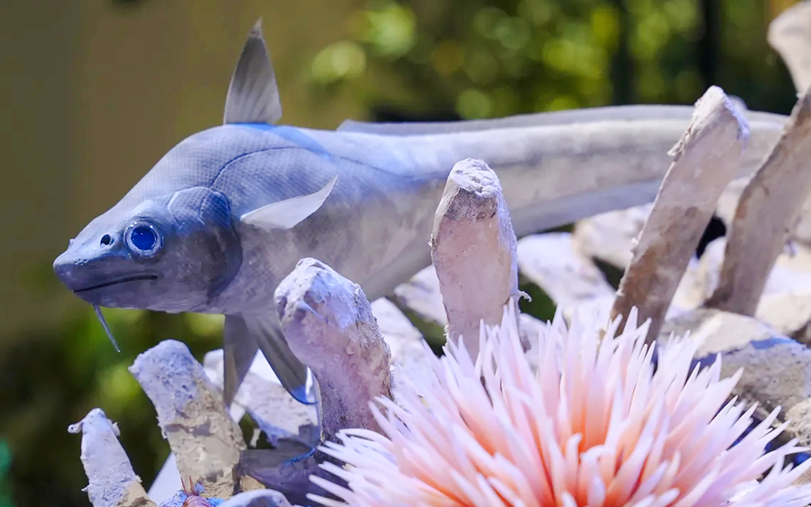 Coelacanth model at National History Museum's Our World exhibit.
