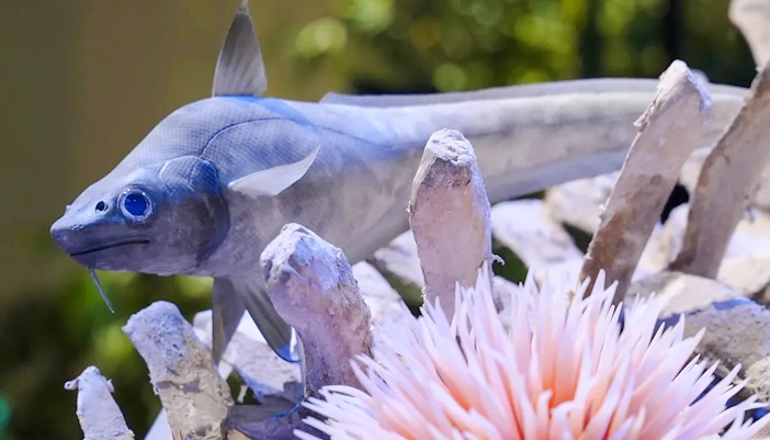 Coelacanth model at National History Museum's Our World exhibit.