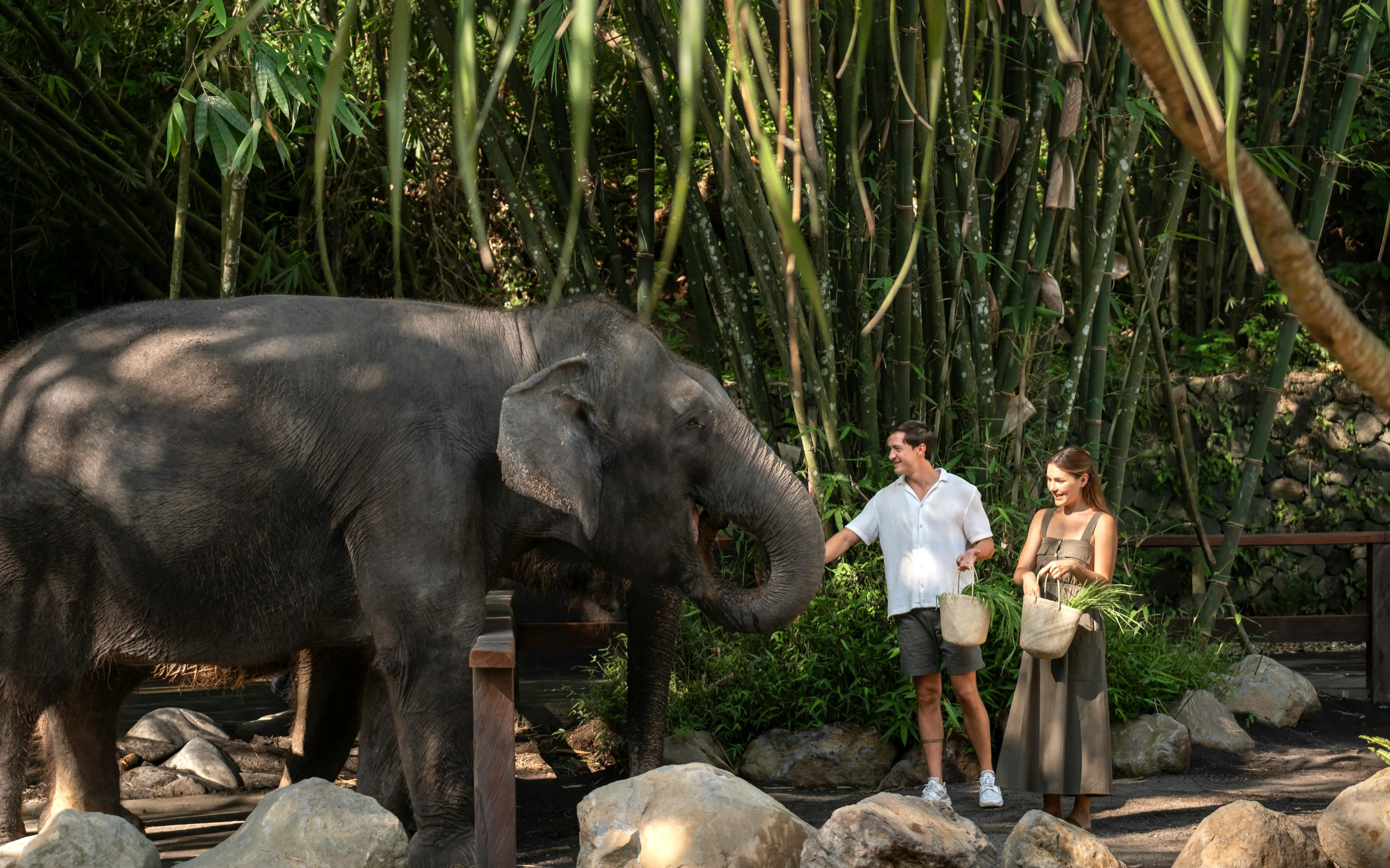 Elephant feeding experience in Bali with tourists in a bamboo forest.