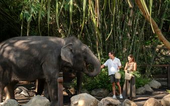 Elephant feeding experience in Bali with tourists in a bamboo forest.