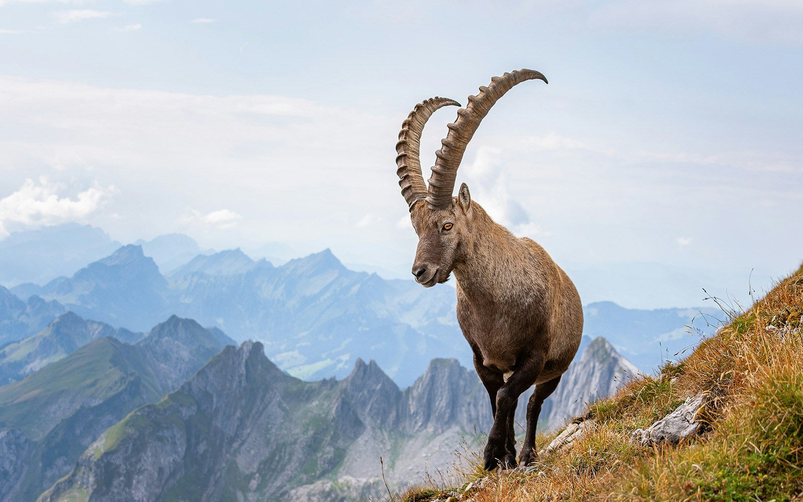 Steinbock im Alpstein