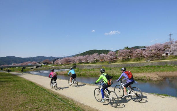 Cyclists on a guided tour along a cherry blossom-lined path in Kyoto.