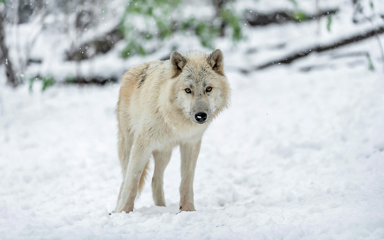 Arctic wolf