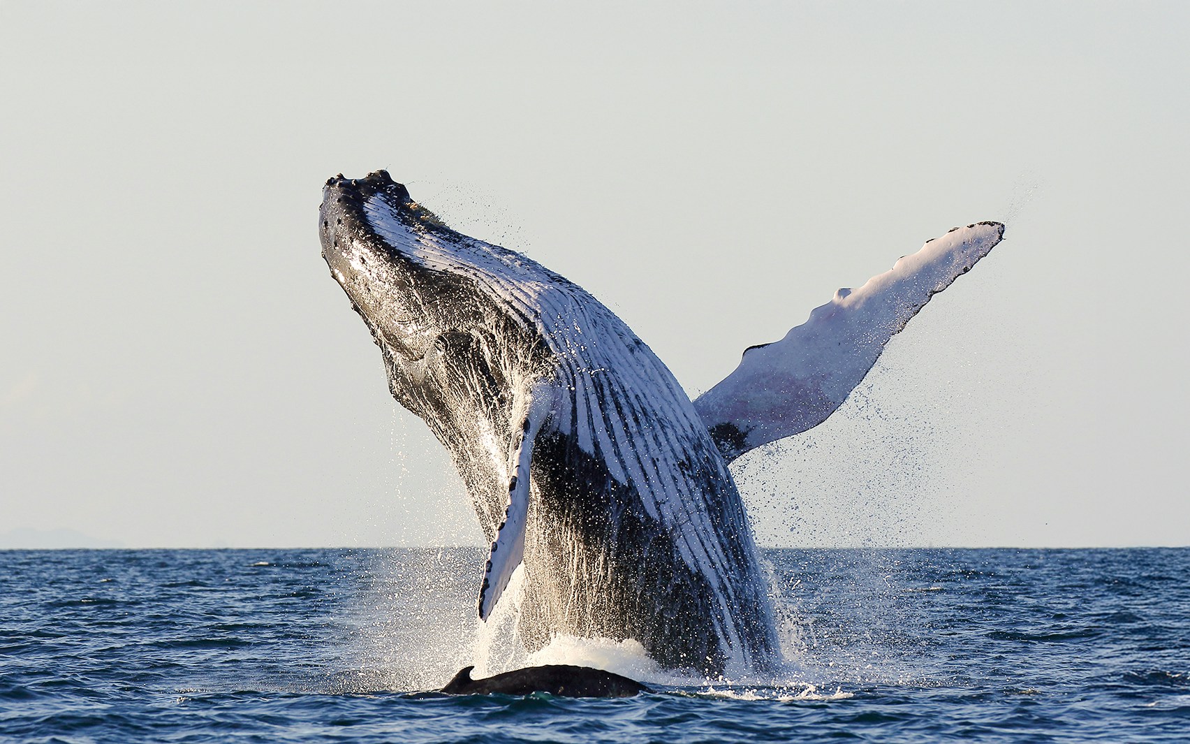 Humpback whale breaching in ocean waters.