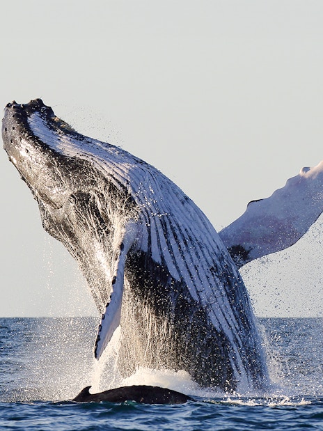 Humpback whale breaching in ocean waters.