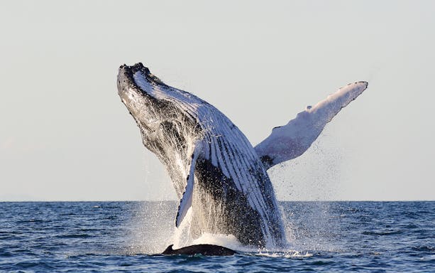 Humpback whale breaching in ocean waters.