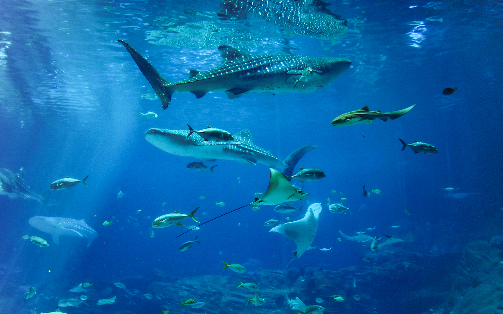 Diverse marine life swimming in a large aquarium tank, showcasing vibrant fish.