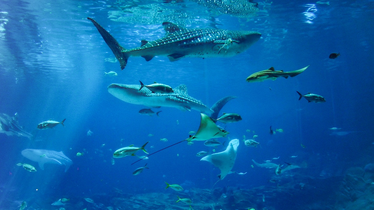 Diverse marine life swimming in a large aquarium tank, showcasing vibrant fish.