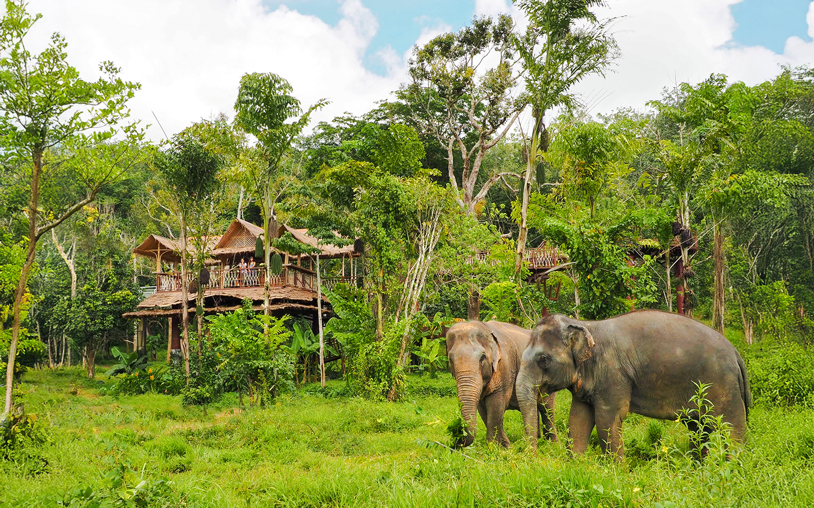 Visitors observing elephants near a canopy walkway at Phuket Elephant Sanctuary, Thailand.