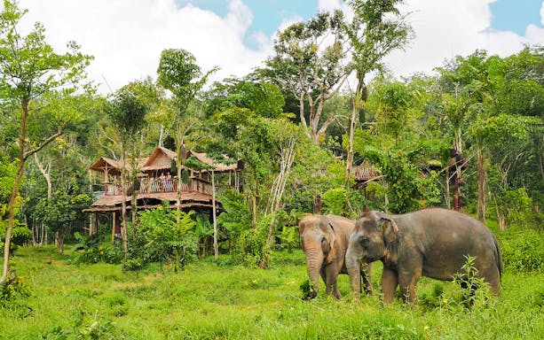 Visitors observing elephants near a canopy walkway at Phuket Elephant Sanctuary, Thailand.