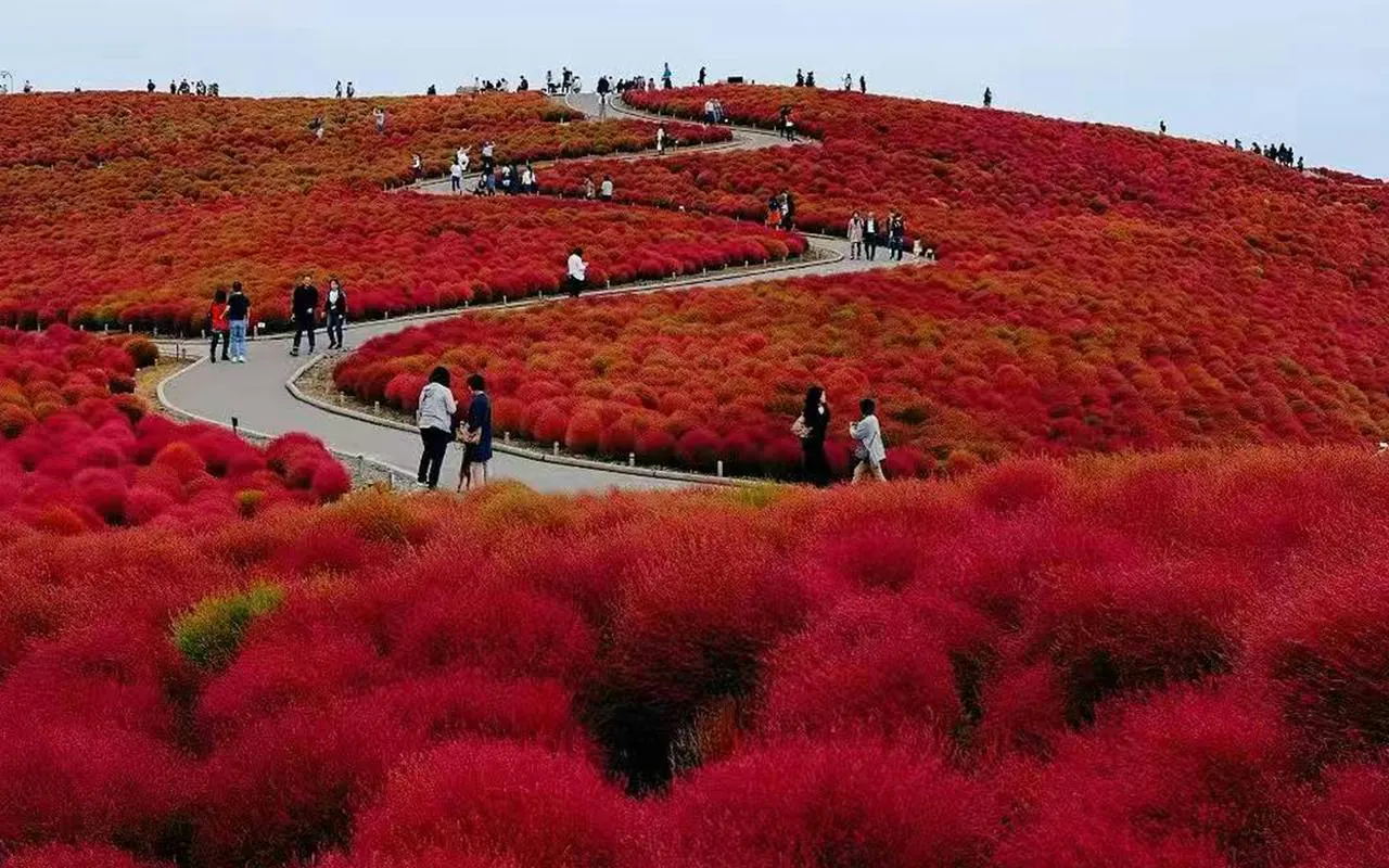 Visitors walking through red kochia fields at Hitachi Seaside Park, Tokyo day trip.