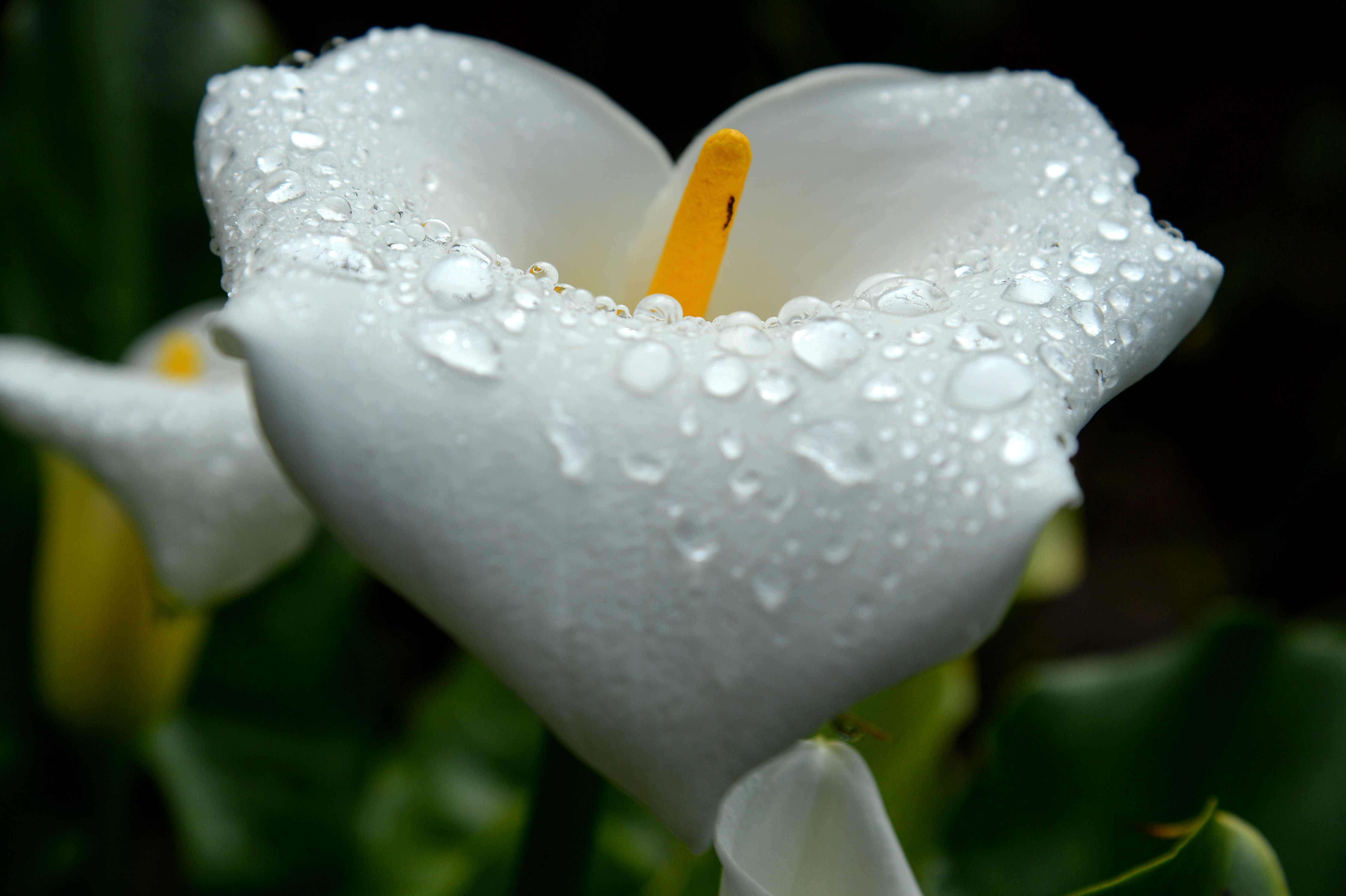 Therme Bucharest Elysium Calla shower