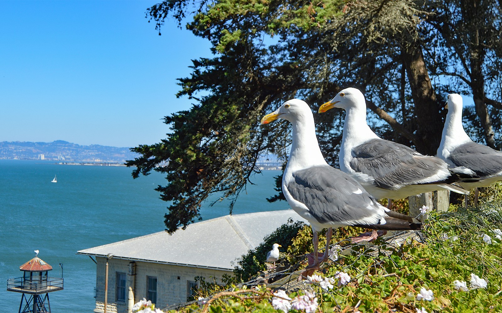 Two seagulls perched on Alcatraz Island with San Francisco Bay in the background.