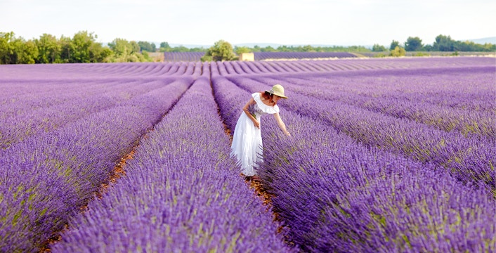 Lavender Tours