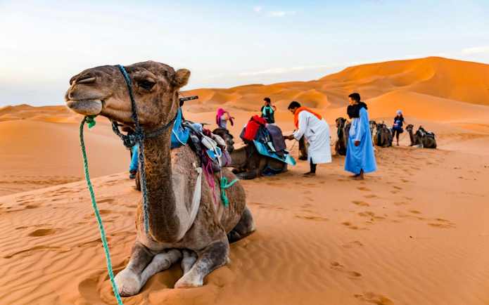 Camel ride preparation at Erg Chebbi dunes in Morocco.