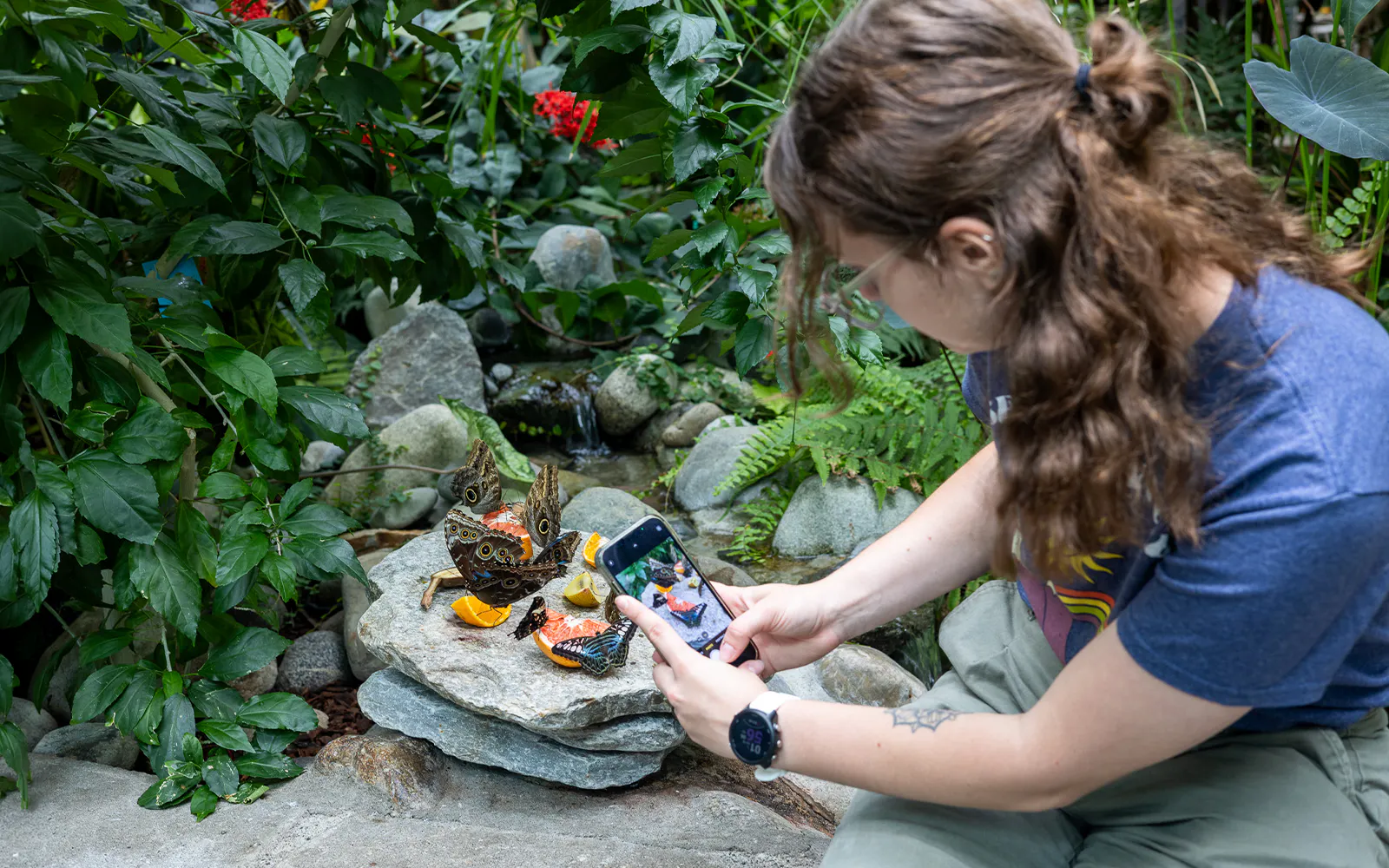 Woman photographing butterflies at Pacific Science Center, Seattle.