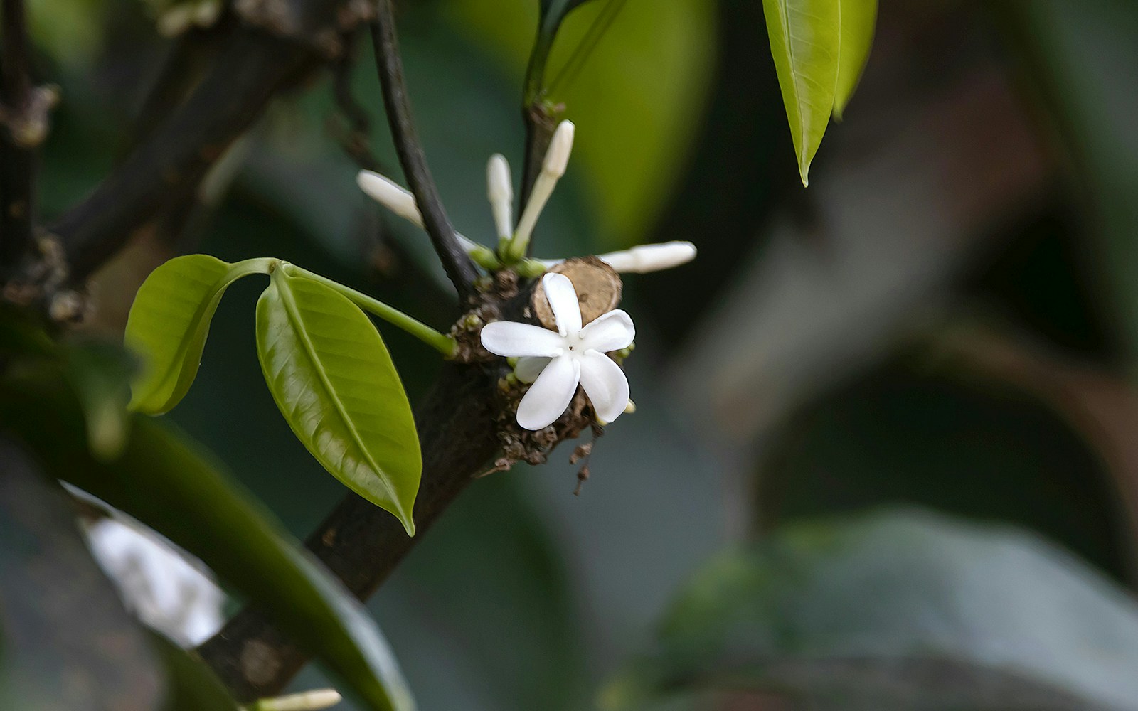 Pleiocarpa mutica plant with green leaves in a tropical setting.
