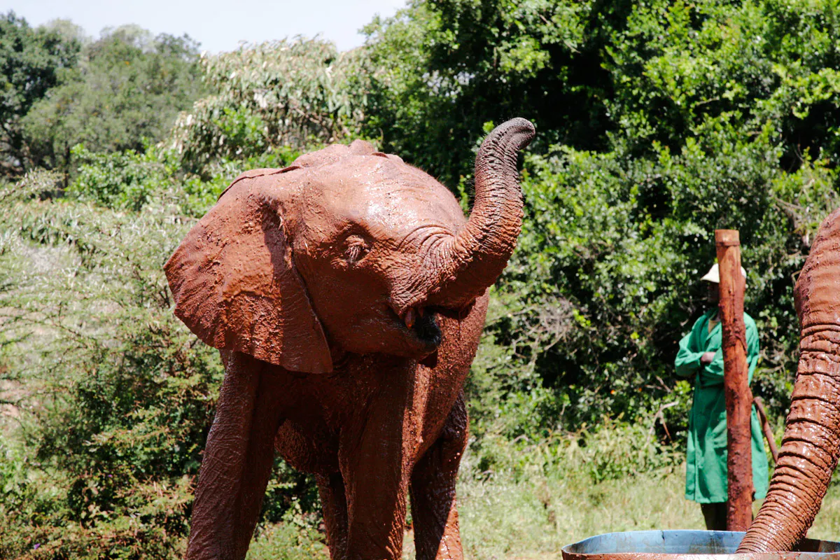 Elephant covered in mud at David Sheldrick Elephant Orphanage, Nairobi.