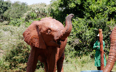 Elephant covered in mud at David Sheldrick Elephant Orphanage, Nairobi.