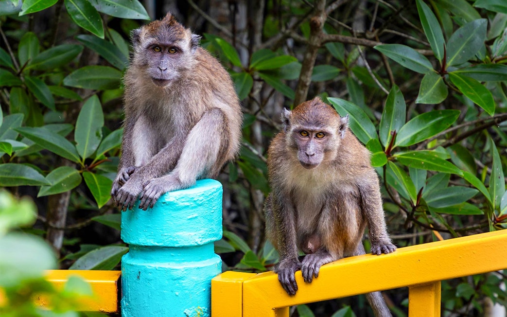 Monkeys sitting on colorful railing in Kilim Geoforest Park, Langkawi Island, Malaysia.