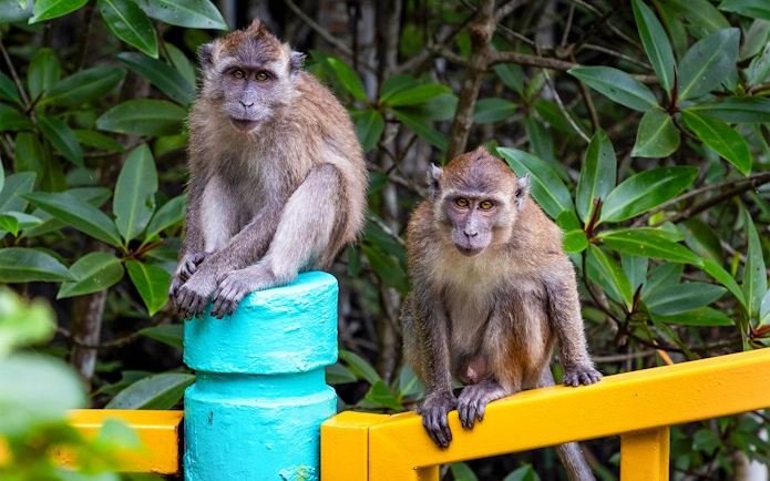 Monkeys sitting on colorful railing in Kilim Geoforest Park, Langkawi Island, Malaysia.
