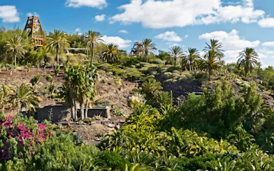 Lush greenery and palm trees at Oasis Wildlife park.