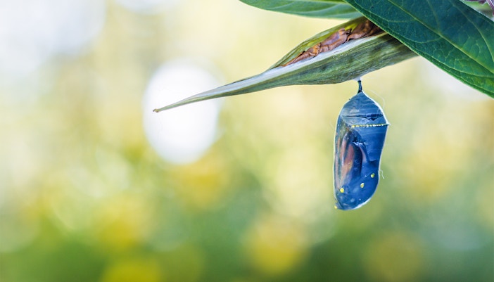 Kuranda Butterfly Sanctuary