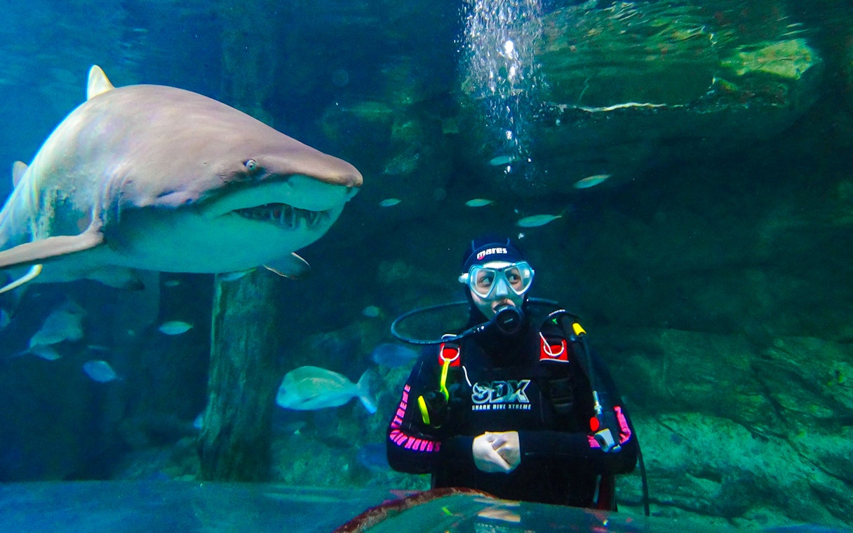 Diver with shark at Shark Dive Xtreme, SEA LIFE Sydney.
