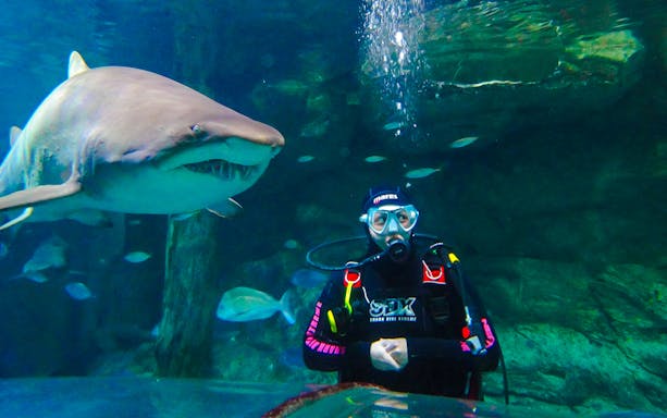 Diver swimming with sharks at Shark Dive Xtreme, SEA LIFE Sydney.
