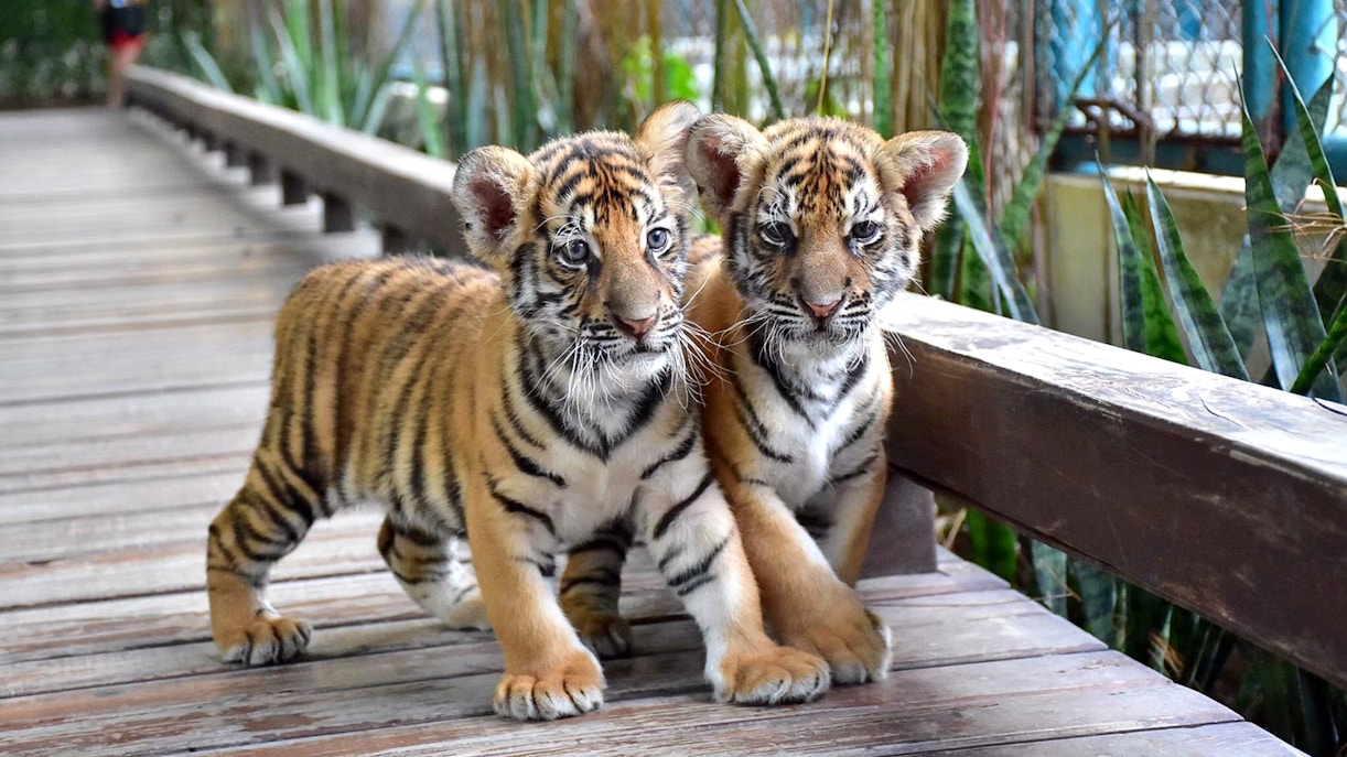 Tiger Park Pattaya