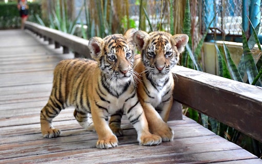 Small tigers walking on a wooden path at Tiger Park Pattaya.