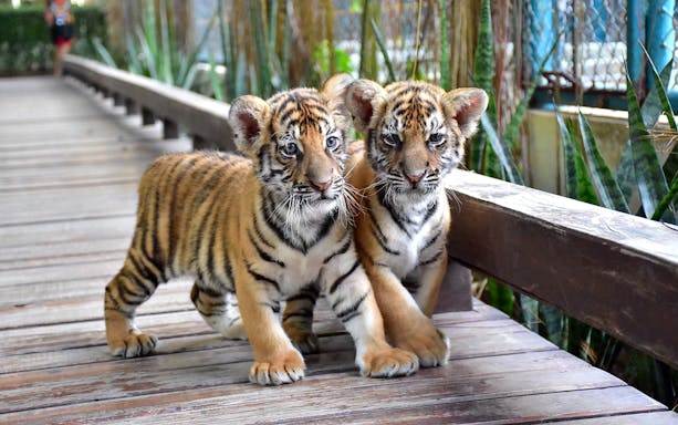 Small tigers walking on a wooden path at Tiger Park Pattaya.
