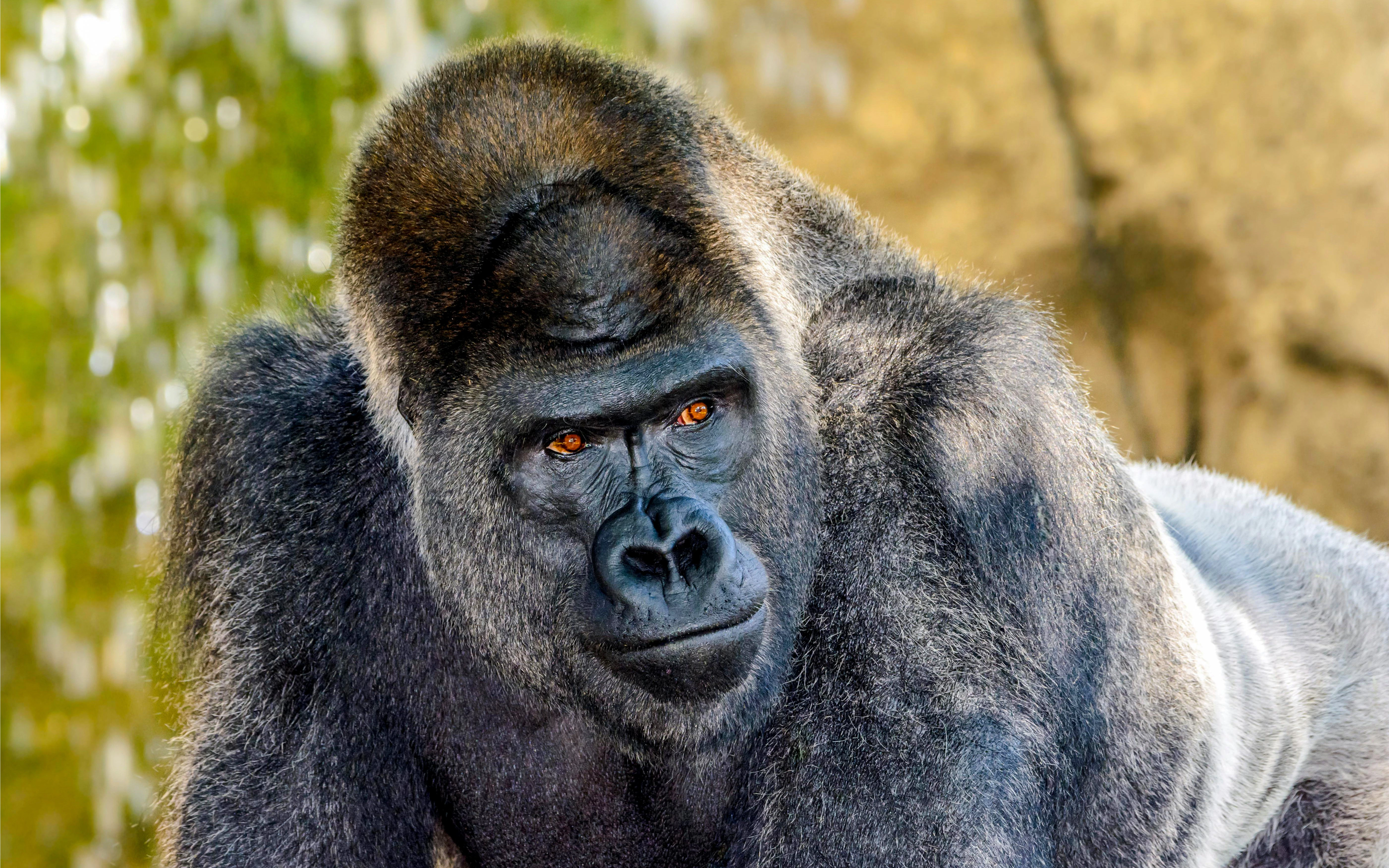 Silverback Western Lowland gorilla in natural habitat.
