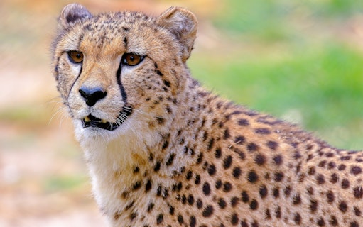 Cheetah close-up with spotted fur and alert expression.