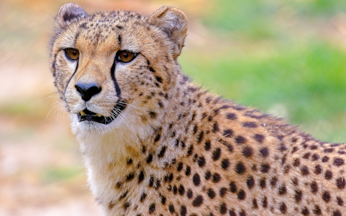 Cheetah close-up with spotted fur and alert expression.