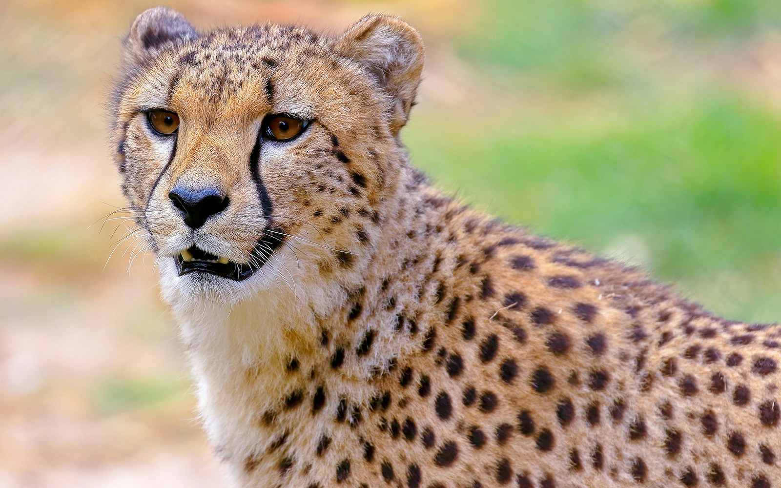 Cheetah Grasslands
