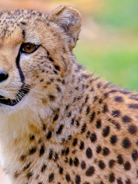 Cheetah close-up with spotted fur and alert expression.