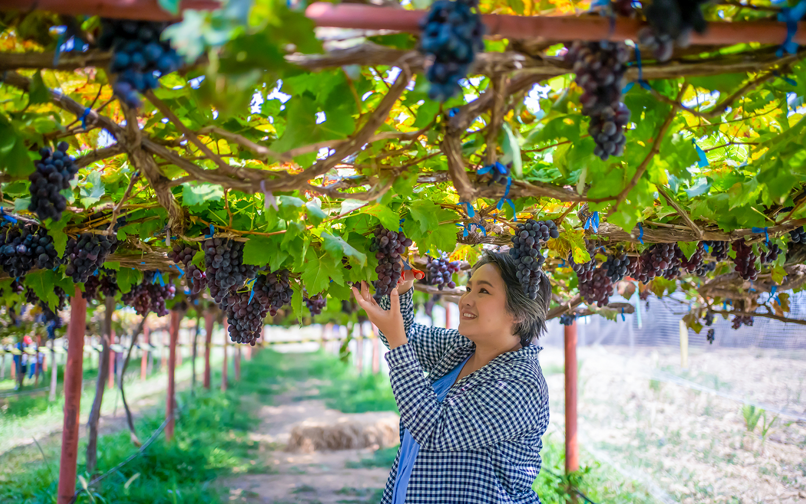 Person picking grapes in a Santorini vineyard during a sightseeing tour.