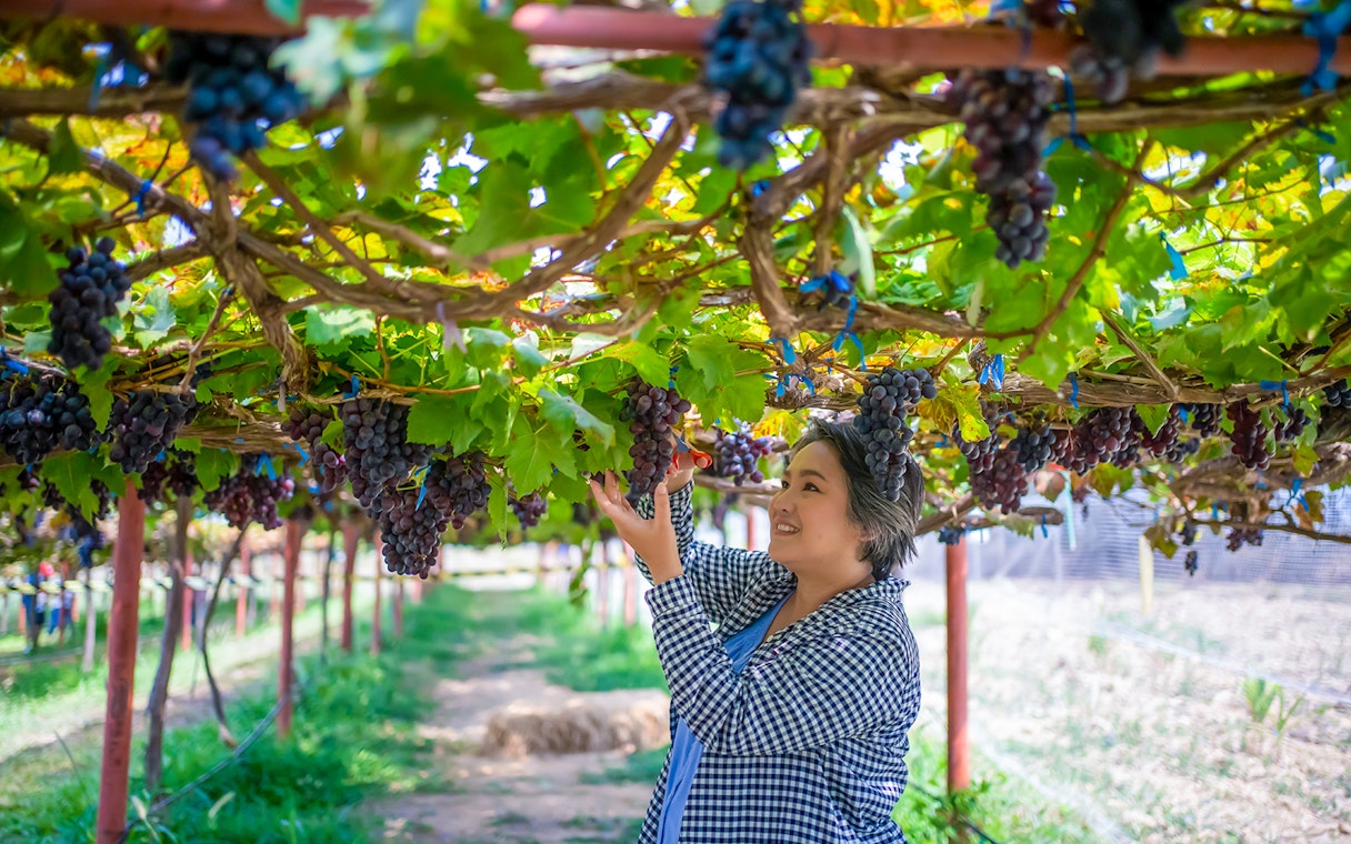 Person picking grapes in a Santorini vineyard during a sightseeing tour.