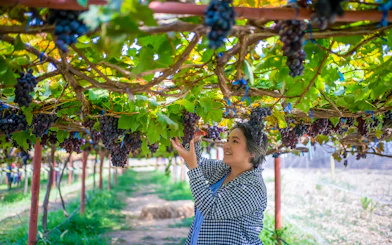 Person picking grapes in a Santorini vineyard during a sightseeing tour.