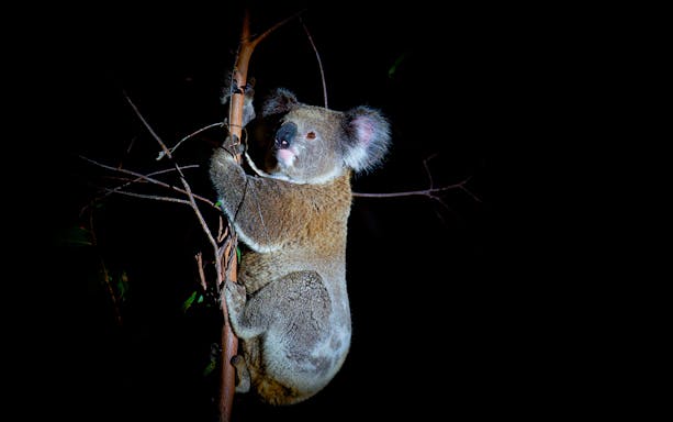 Koala climbing a tree during Moonlit Sanctuary Wildlife Park Night Tour.