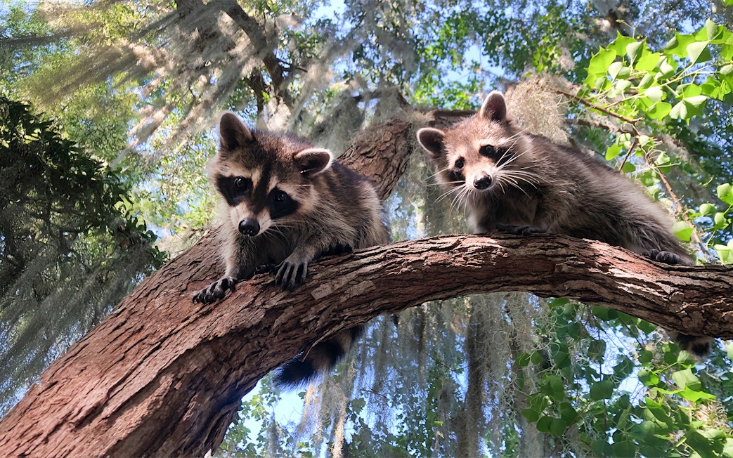 Raccoons on a tree branch during an airboat swamp tour in New Orleans.