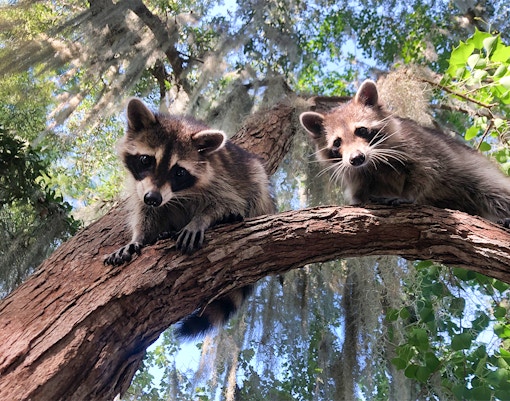 Raccoons on a tree branch during an airboat swamp tour in New Orleans.