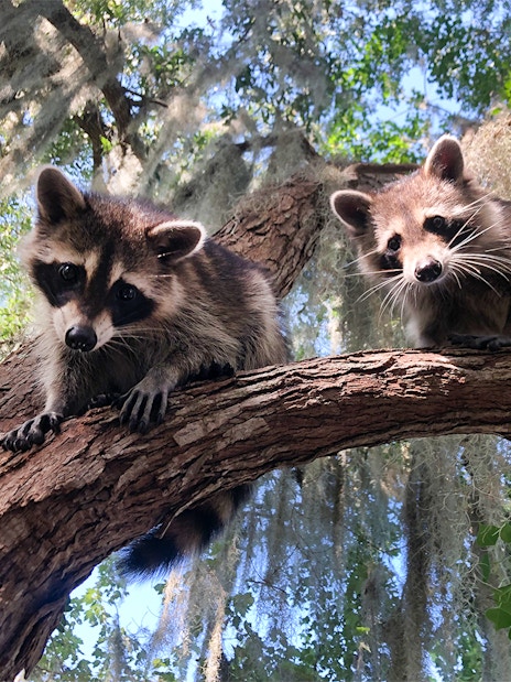 Raccoons on a tree branch during an airboat swamp tour in New Orleans.