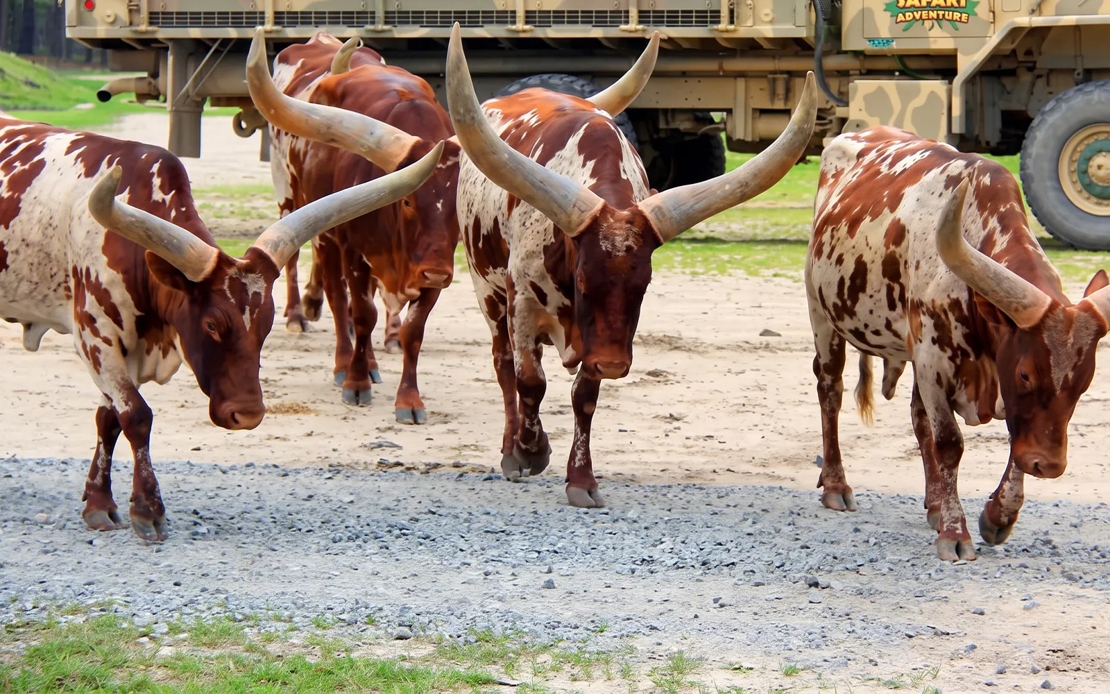 Ankole-Watusi cattle walking near safari vehicle at Six Flags Wild Safari Adventure.