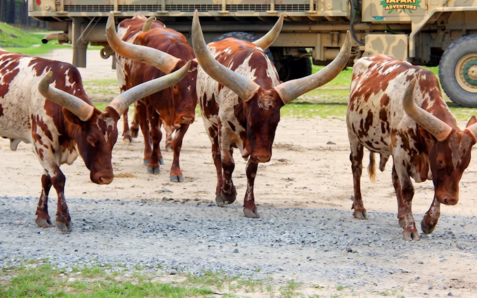 Ankole-Watusi cattle walking near safari vehicle at Six Flags Wild Safari Adventure.