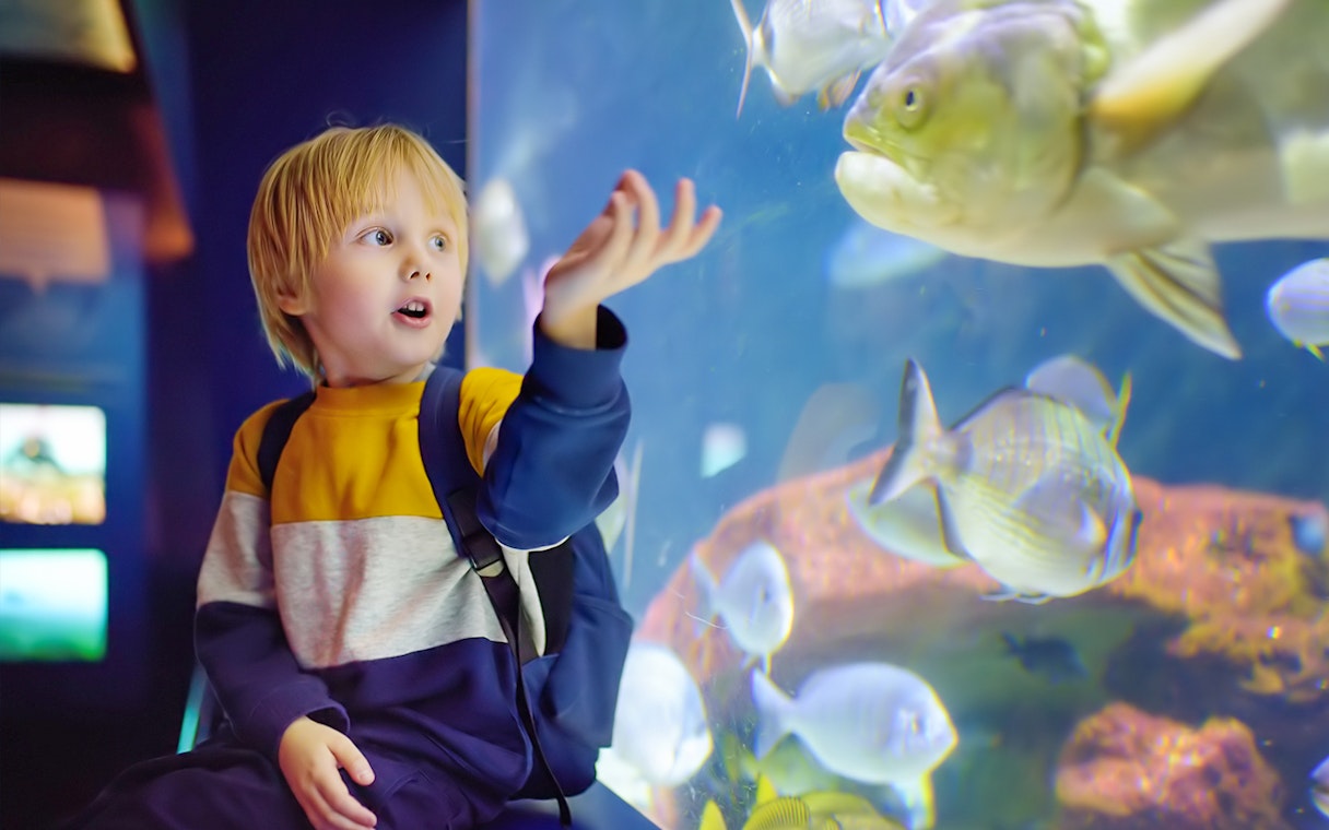 Child observing fish at Lisbon Oceanarium.