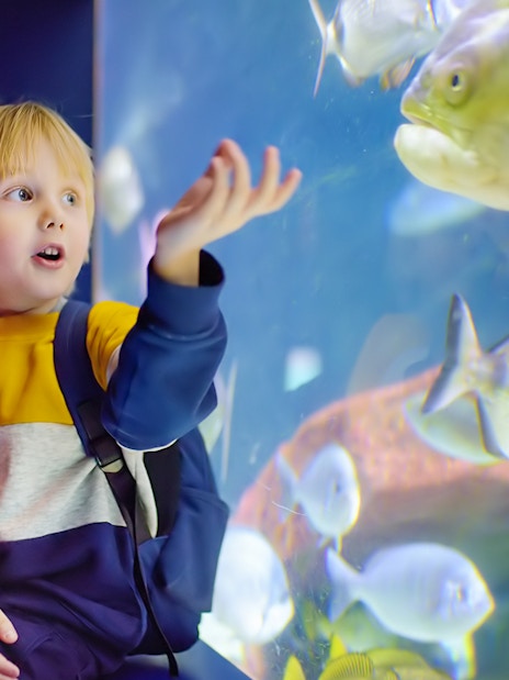 Child observing fish at Lisbon Oceanarium.